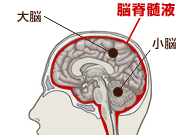 脳脊髄液の調整